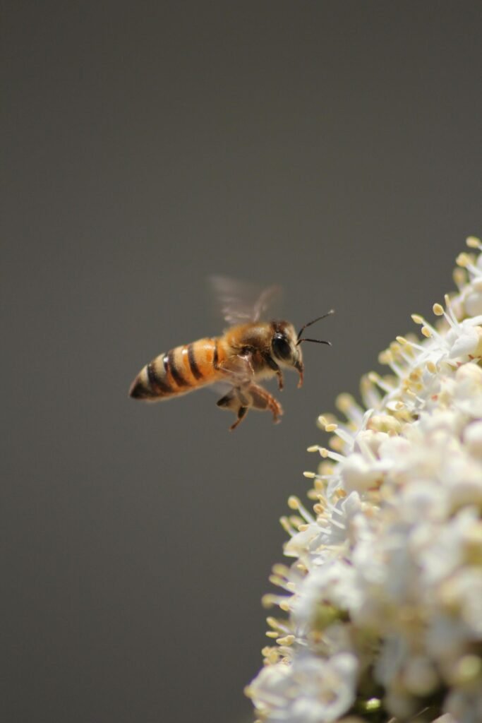 Bee flying