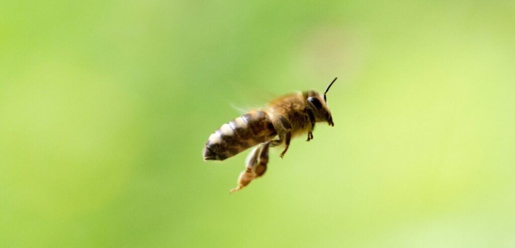 A honey bee in flight.