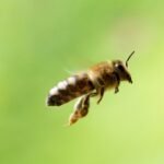 A honey bee in flight.