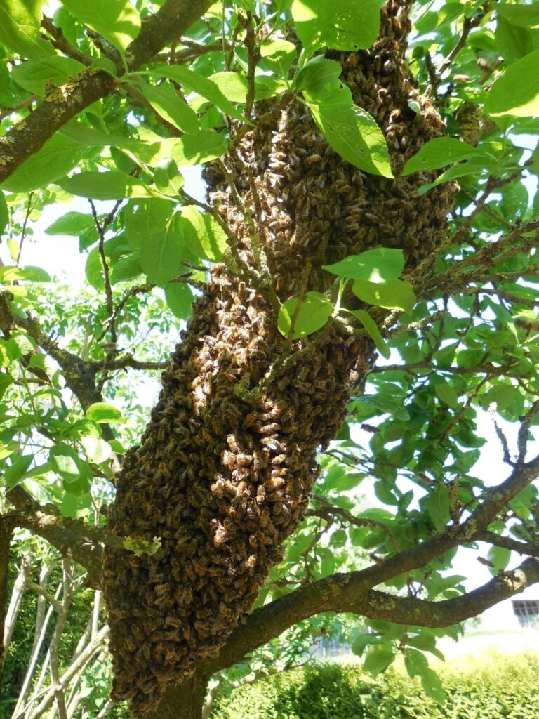 Bee swarm in a tree.