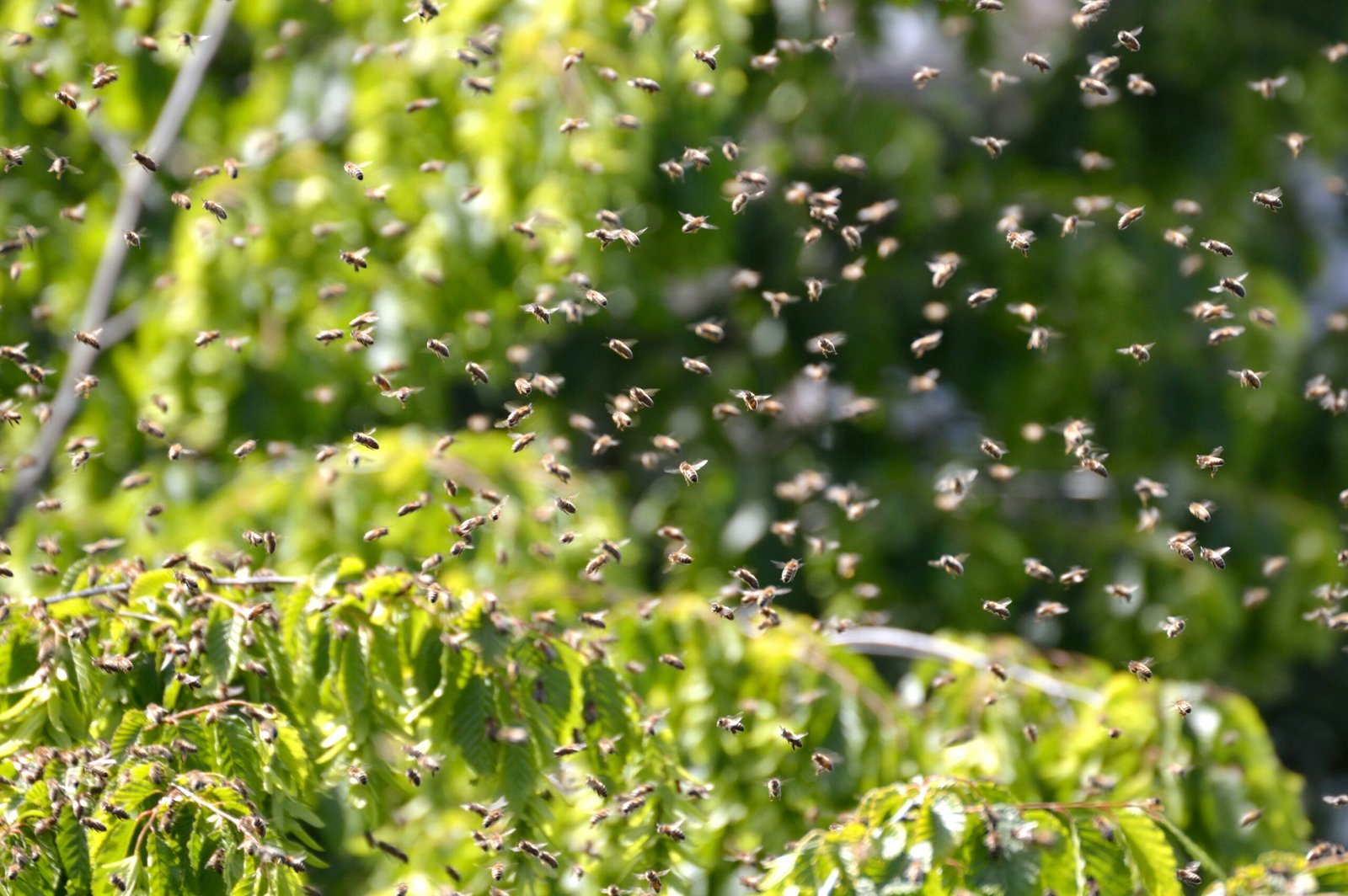 Bees buzzing and flying in nature.