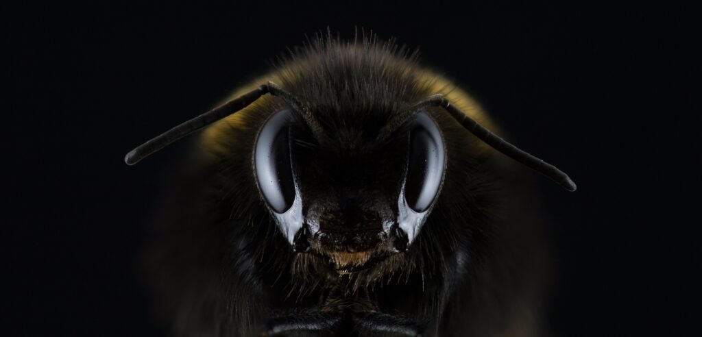 The up close face of the honey bee.