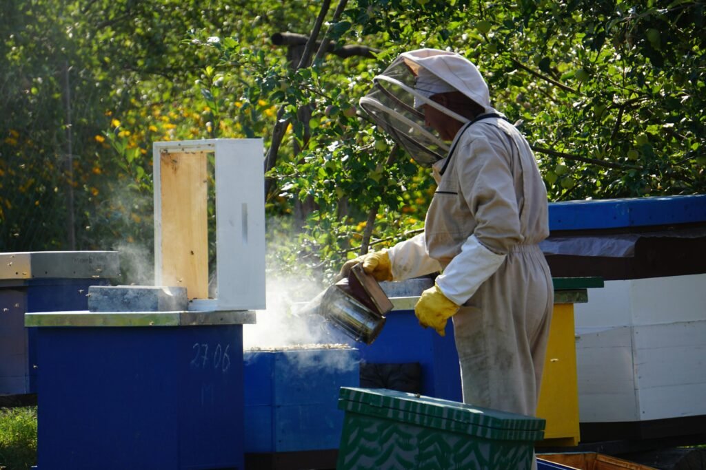 Beekeeper smoking a bee hive with a smoker.