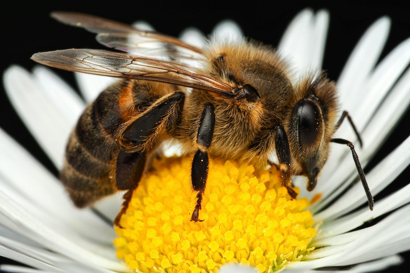 Honey bee pollinating a daisy.