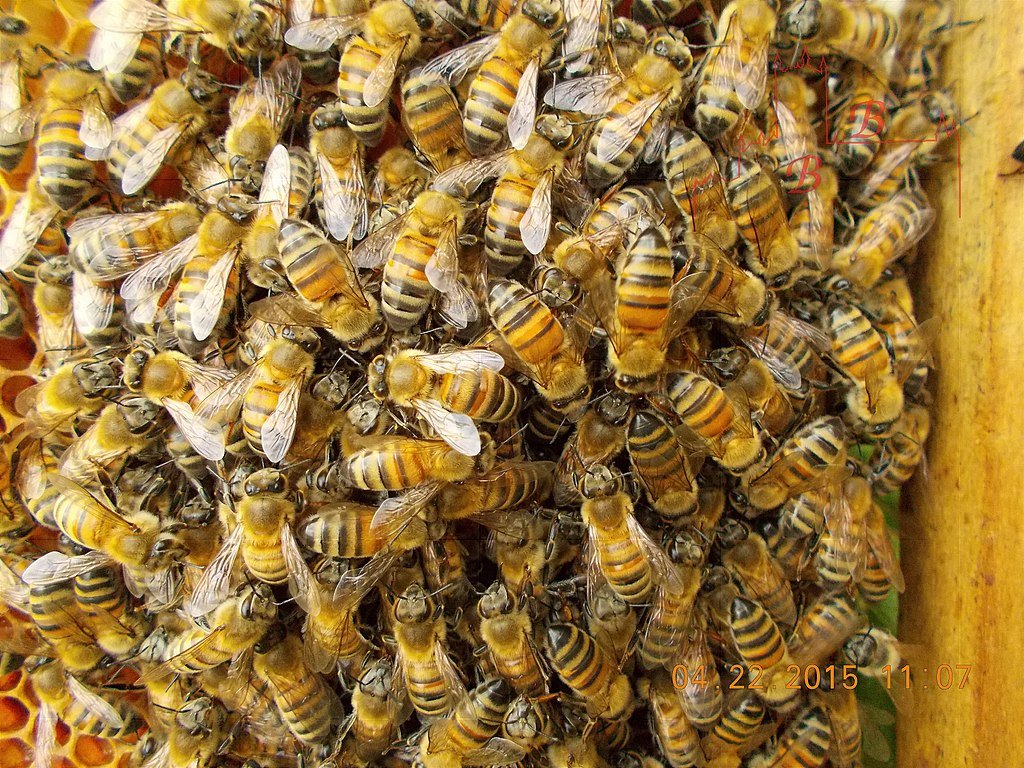 Buckfast Honey Bees in breeder, beekeeping photo taken in 2015.