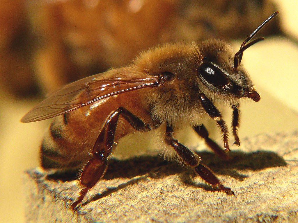 The Italian honey bee, the all around winner for beekeepers.