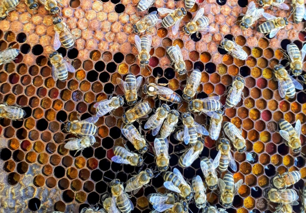 Bees at work on honey comb.