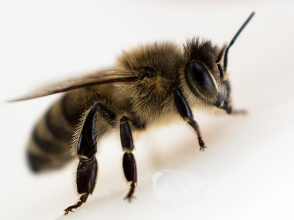 picture of a honey bee