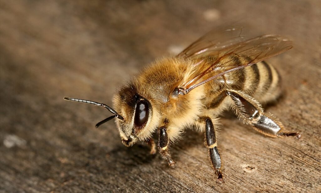 the Carniolan honey bee