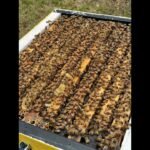 Healthy bee colony