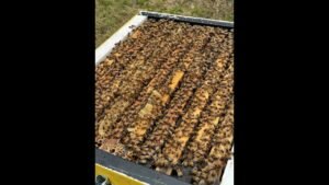Healthy bee colony