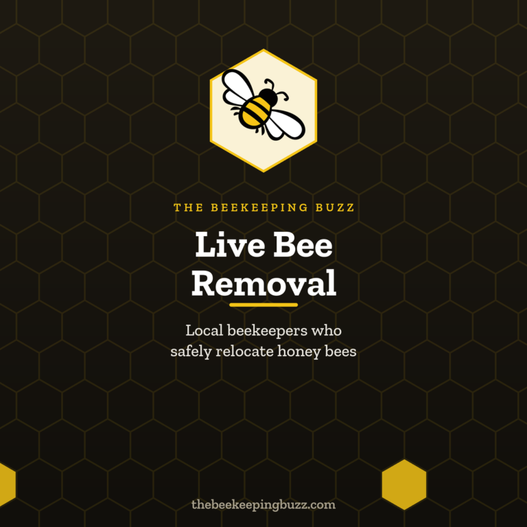 Live Bee Removal – The Beekeeping Buzz Live Bee Removal – The Beekeeping Buzz