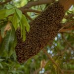 Honeybee swarm clustered on a tree branch - the stage when live bee removal is easiest