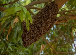 Honeybee swarm clustered on a tree branch - the stage when live bee removal is easiest